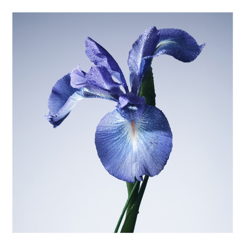 Prive Iris Bleu Eau De Toilette slider